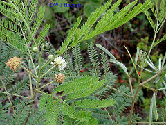White Leadtree