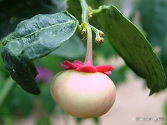 Star Gooseberry
