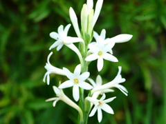 ច័ន្ធូ