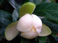 យី​ហុប​