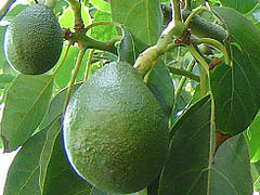 អាវ៉ូកាចេរ
