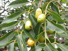 ពោន
