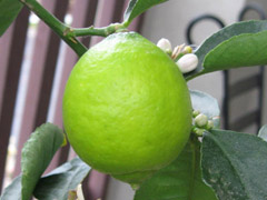 Lime