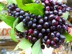 រំដួល
