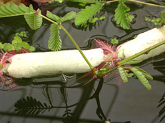 Water Mimosa