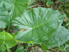 ក្ដាត